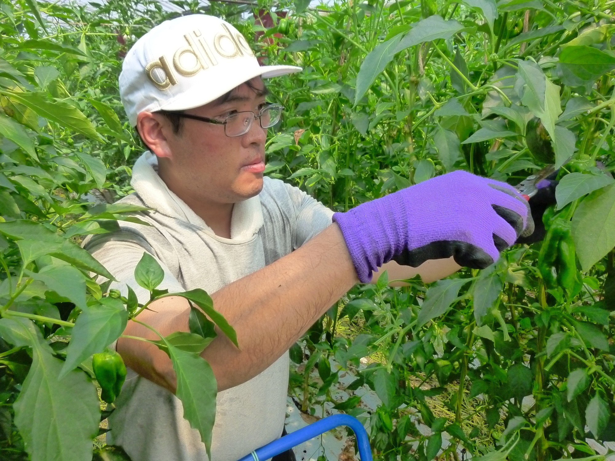 写真：野菜収穫
