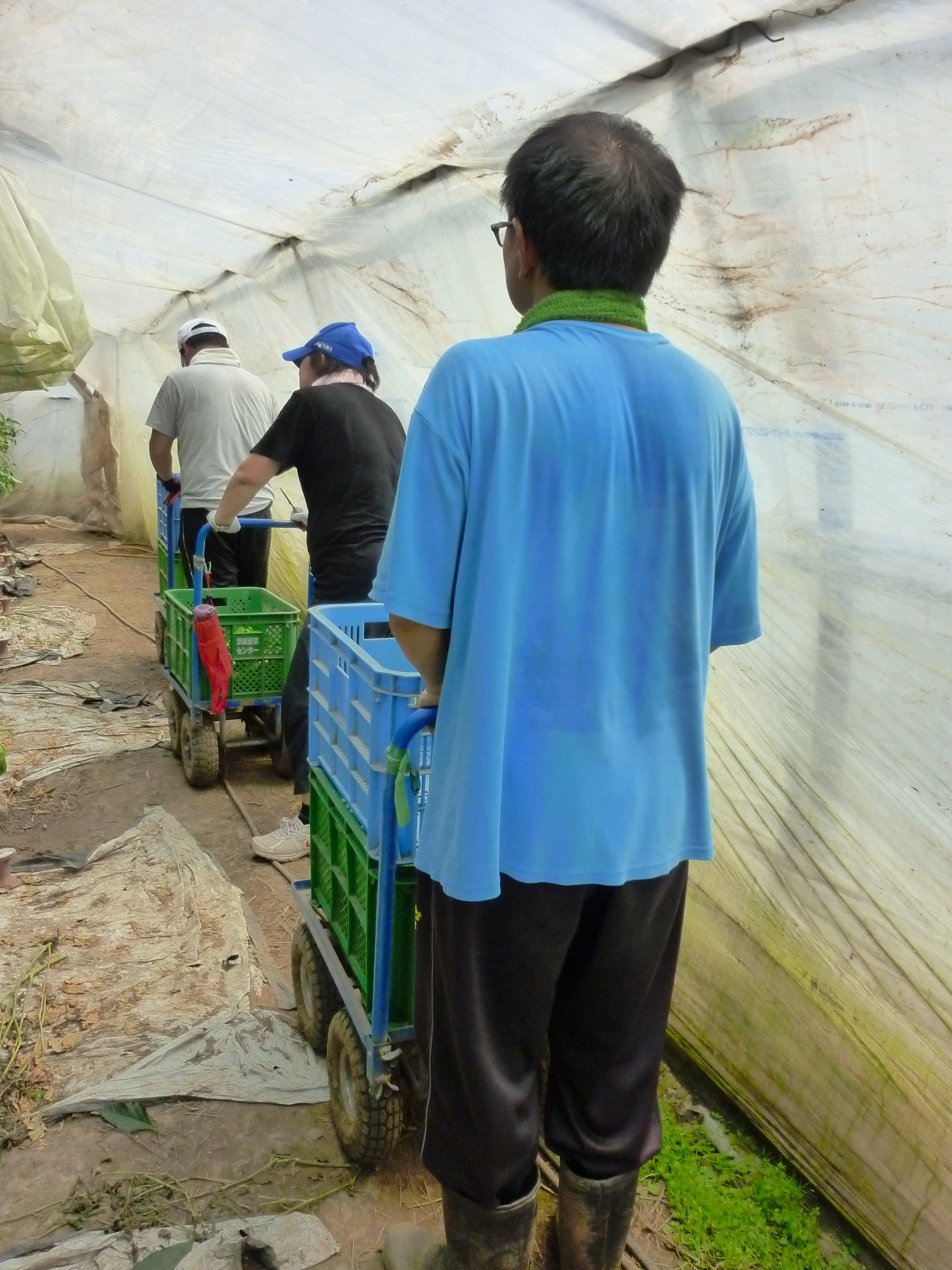 写真：野菜収穫